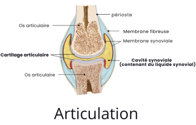 les bienfaits du boswellia serrata sur les articulations